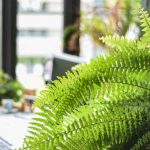 Boston fern 150x150