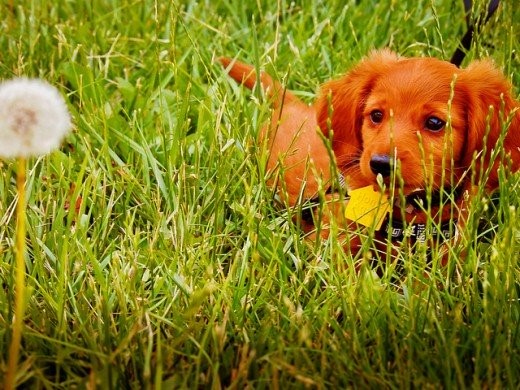 DOGCOM1