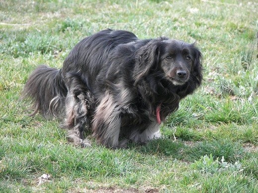 DOGCOM8