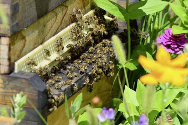 LOTBEE