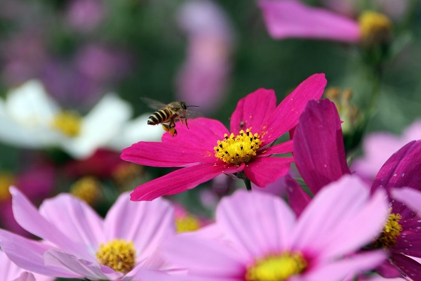 REDFLOWER
