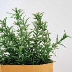 Rosemary 150x150