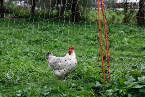 bio HEN