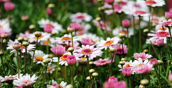marguerite g2b15775ca 1920 1536x791