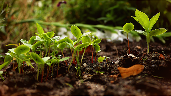 saplings