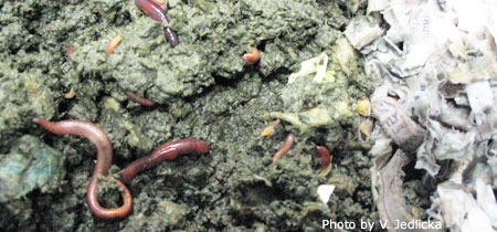 worm
